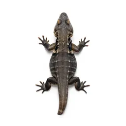 Agamid