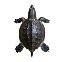 Alligator snapping turtle
