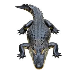 Alligator