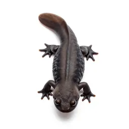 Alpine salamander