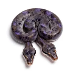 Amethystine python