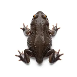 Amphibian