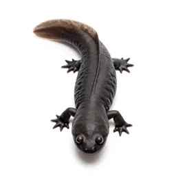 Amphiuma
