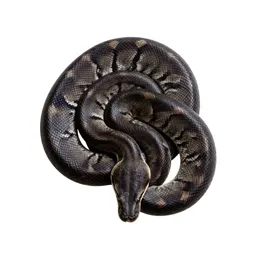 Anaconda
