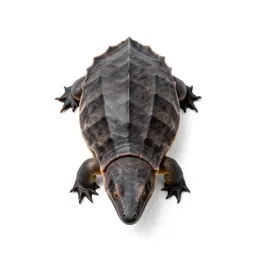 Anapsid