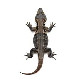 Anguid lizard