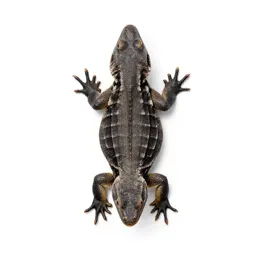 Earless lizard