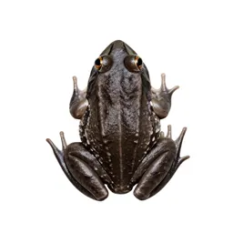 Eastern cricket frog