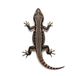Eastern fence lizard