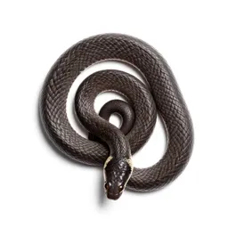 Eastern ground snake