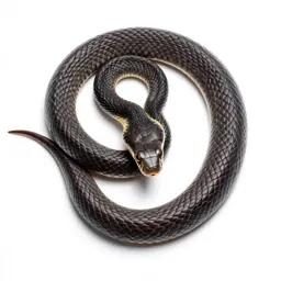 Eastern indigo snake