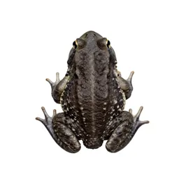 Eastern narrow-mouthed toad