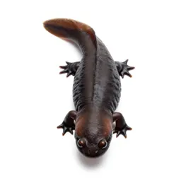 Eastern red-backed salamander