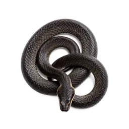 Elapid