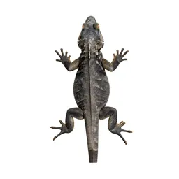 Iguanid