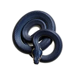 Indigo snake