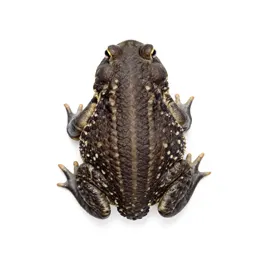 Obstetrical toad
