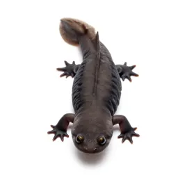 Olm