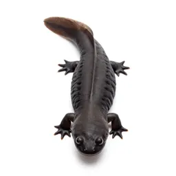 Olympic salamander