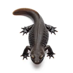 Urodele
