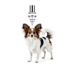 Papillon