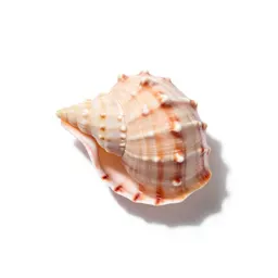 Cockleshell