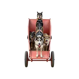 Dogcart