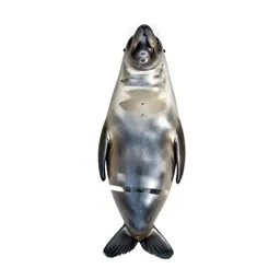 Sealskin