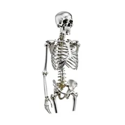 Skeleton