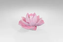 Pink lotus flower