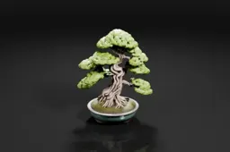 Bonsai tree in a small ceramic pot