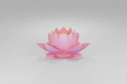 Pink lotus flower