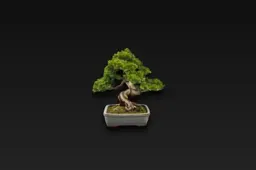 Bonsai tree in a white ceramic pot