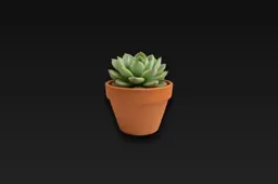 Small succulent plant in a terracotta pot