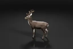 Deer standing on a black background